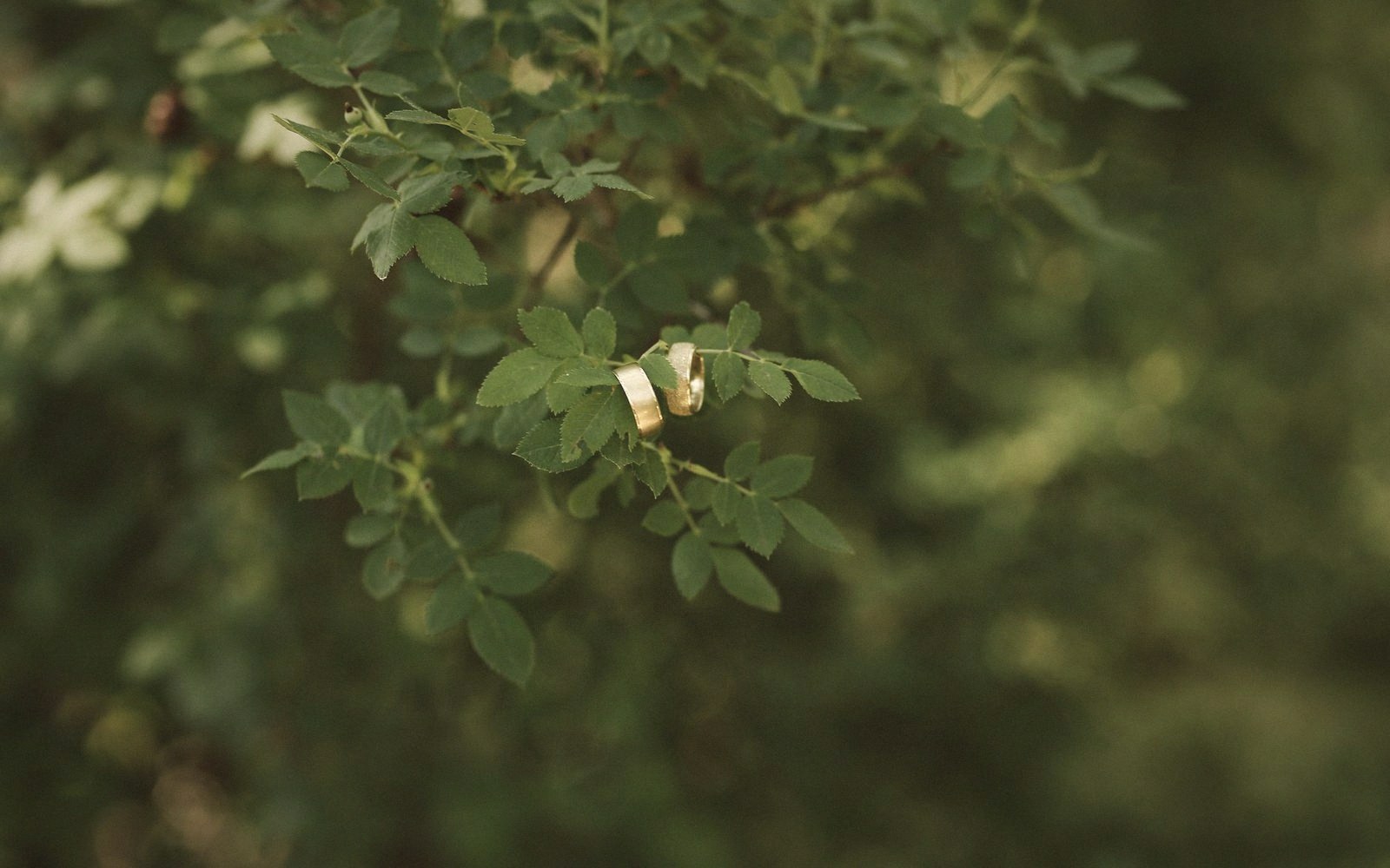 Two gold wedding bands balanced on a leafy green branch